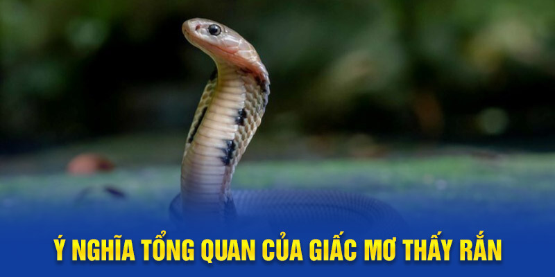 Ý nghĩa tổng quan của giấc mơ thấy rắn