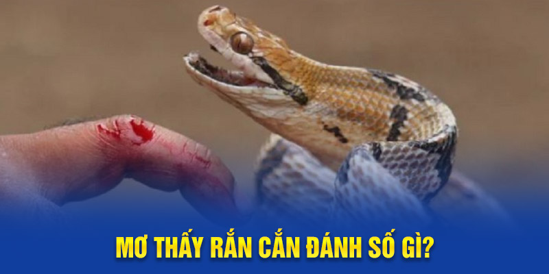 Mơ thấy rắn cắn đánh số gì?