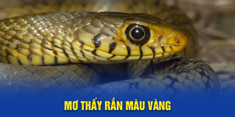 Mơ thấy rắn vàng