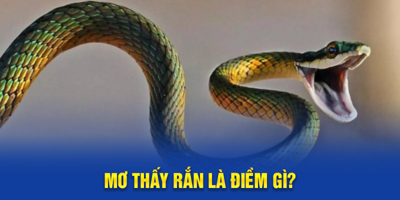 Mơ Thấy Rắn Là Điềm Lành Hay Dữ? Nên Đánh Con Gì?