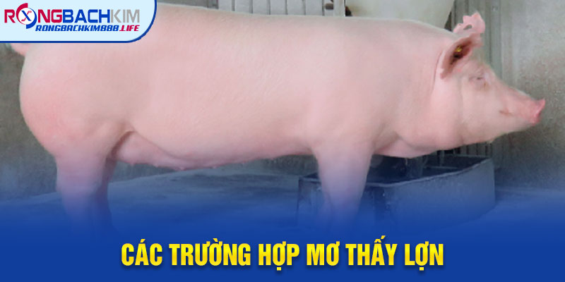 Các Trường Hợp Mơ Thấy Lợn
