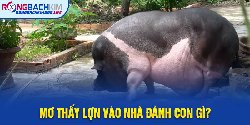 Mơ Thấy Lợn Vào Nhà Đánh Con Gì?