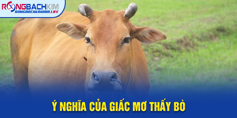 Ý Nghĩa Tổng Quan của Giấc Mơ Thấy Bò