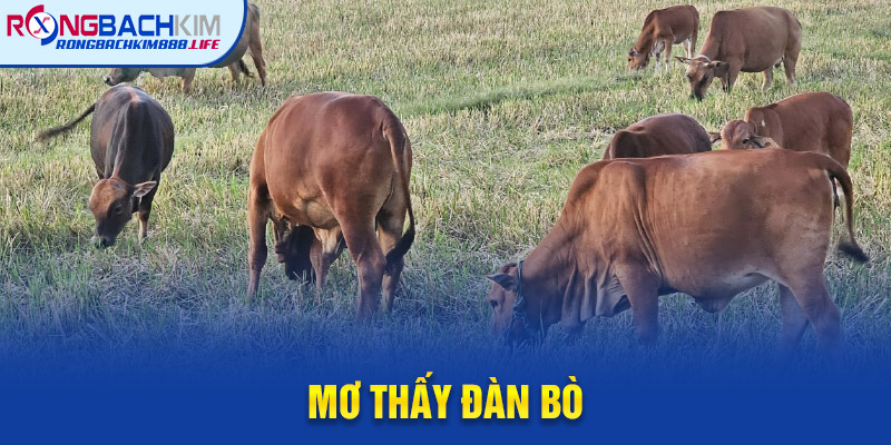 Mơ Thấy Đàn Bò