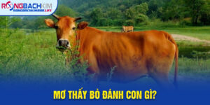 Mơ Thấy Bò Đánh Con Gì? Giải Mã Giấc Mơ Về Con Bò