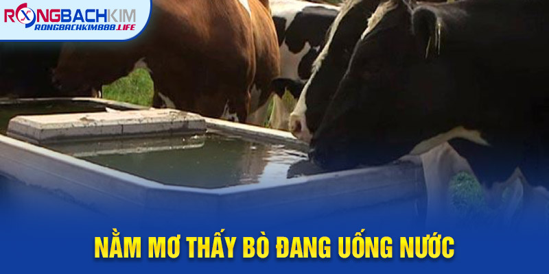 Nằm Mơ Thấy Bò Đang Uống Nước