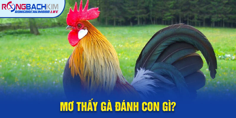 Mơ thấy gà đánh con gì? Giải mã ý nghĩa các giấc mơ về gà