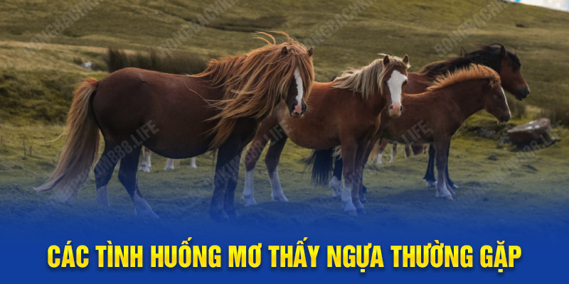 Các tình huống mơ thấy ngựa thường gặp