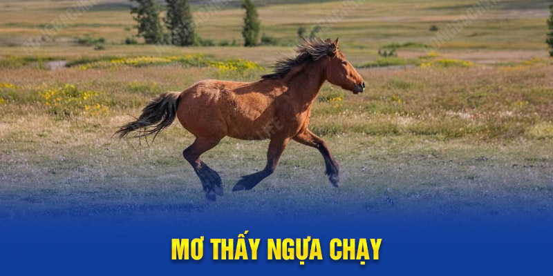 Mơ thấy ngựa chạy