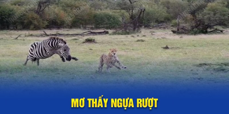 Mơ thấy ngựa rượt